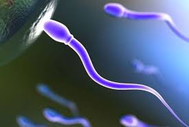 spermatozoi in azione