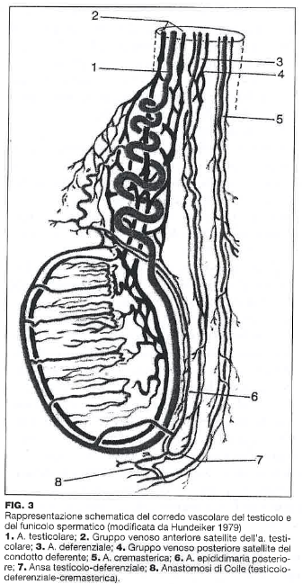 anatomia arteriosa e venosa del testicolo