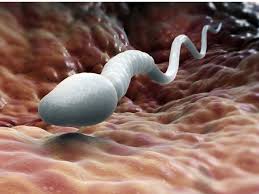 Spermatozoo vitale